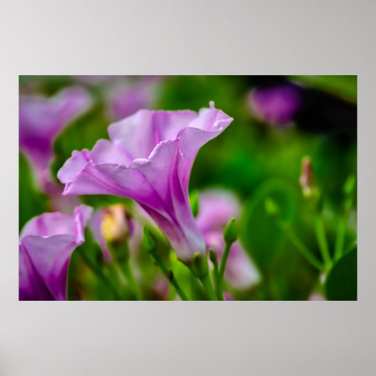 Elegante Paarse bloei in focus Poster (Voorkant)