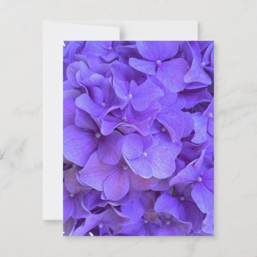 Elegante paarse bloemige lavendel lila hortensia's save the date (Achterkant)