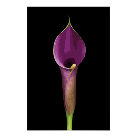 Elegante Paarse Calla Lily Illustratie Perfect Poster (Voorkant)