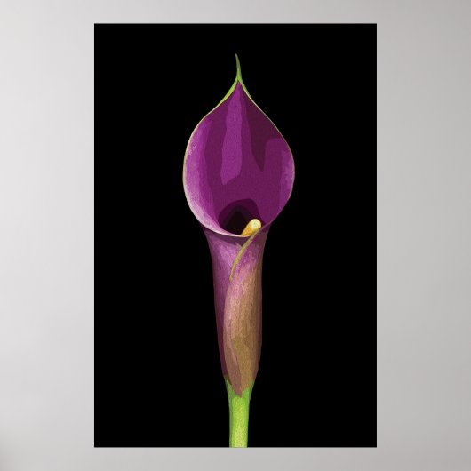 Elegante Paarse Calla Lily Illustratie Poster (Voorkant)
