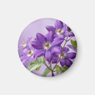 Elegante Paarse Clematis Bloei Magneet