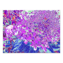 Elegante Paarse en Blauwe Limelight Hortensia Foto Afdruk