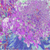 Elegante paarse en blauwe Limelight Hortensia Sticker (Voorkant)