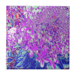 Elegante paarse en blauwe Limelight Hortensia Tegeltje