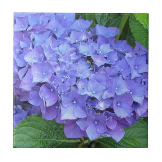 Elegante Paarse Hortensia's Tegeltje (Voorkant)