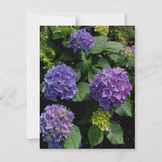 Elegante paarse magenta roze bloemen hortensia's bedankkaart (Achterkant)