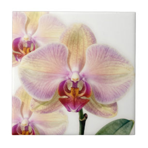 Elegante Paarse Orchidee in Pasteltinten in Bloei Tegeltje