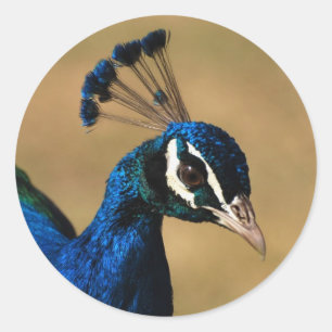 Elegante pauw - aanpasbare stickers sjabloon