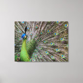 Elegante Pauw Vogel en Veerkunst Canvas Afdruk (Voorkant)