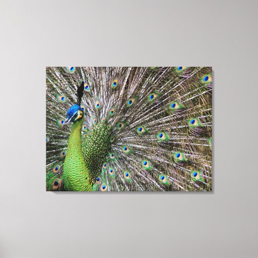 Elegante Pauw Vogel en Veerkunst Canvas Afdruk (Voorkant)
