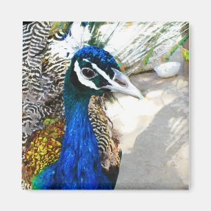 Elegante Pauw Vogel en Veerkunst Magneet