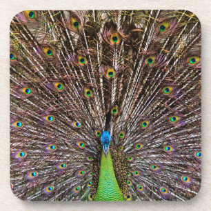 Elegante Pauw Vogel en Veerkunst Onderzetter