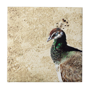 Elegante Pauw Vogel en Veerkunst Tegeltje
