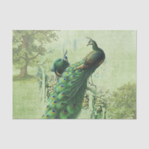 Elegante  Peacock Tissuepapier