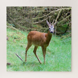 Elegante Ree Geweib Bos Scene Ontspannen Natuur Legpuzzel