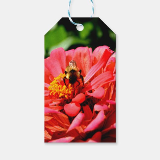 Elegante rode bloemenkoraal zinnia hommel cadeaulabel (Voorkant)