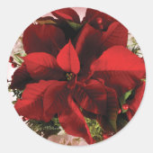 Elegante rode kerst poinsettia ronde sticker (Voorkant)