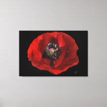 Elegante rode klaproos bloem op zwarte achtergrond