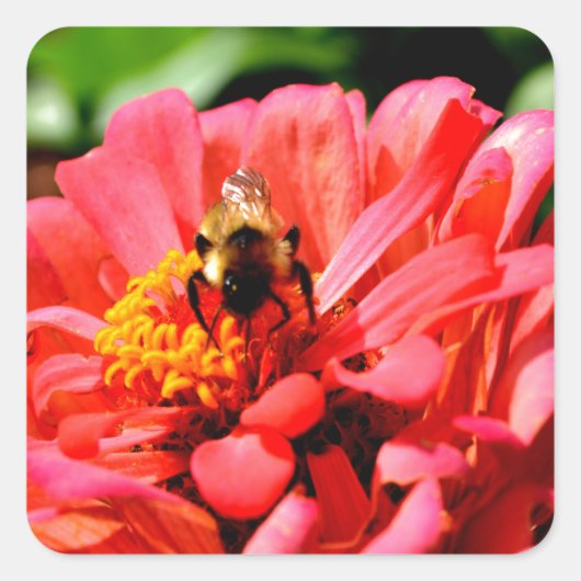 Elegante rode koraal bloemenschattige hommel vierkante sticker (Voorkant)