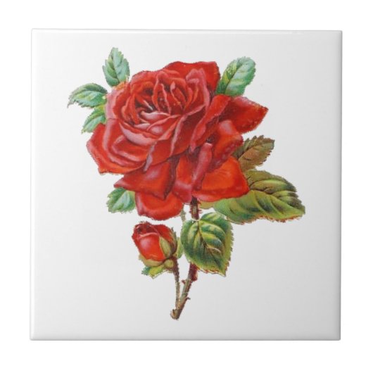 Elegante  rode roos home decor tegel tegeltje (Voorkant)