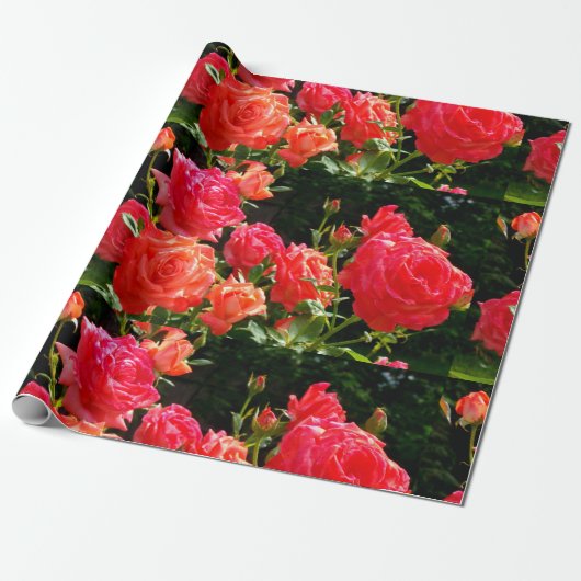 Elegante rode sinaasappel koraal rozen roos tuin cadeaupapier (Uitgerold)