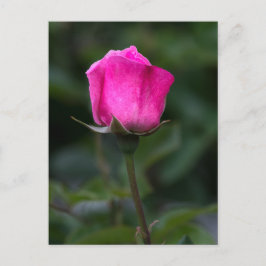 Elegante Roos Roosknop Ansichtkaart Briefkaart