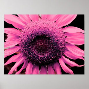 Elegante roze bloem Zonnebloem roze bloem Poster