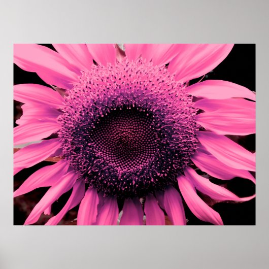 Elegante roze bloem Zonnebloem roze bloem Poster (Voorkant)