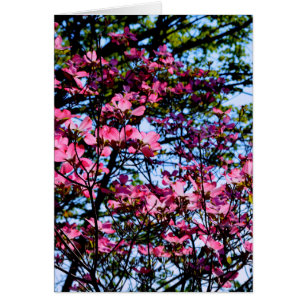 Elegante roze bloemen bloeien Dogwood boom