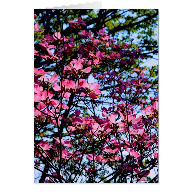 Elegante roze bloemen bloeien Dogwood boom (Voorkant)