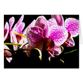 Elegante roze bloemen tropische roze orchideeën (Voorkant Horizontaal)