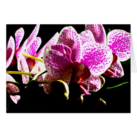 Elegante roze bloemen tropische roze orchideeën (Voorkant Horizontaal)