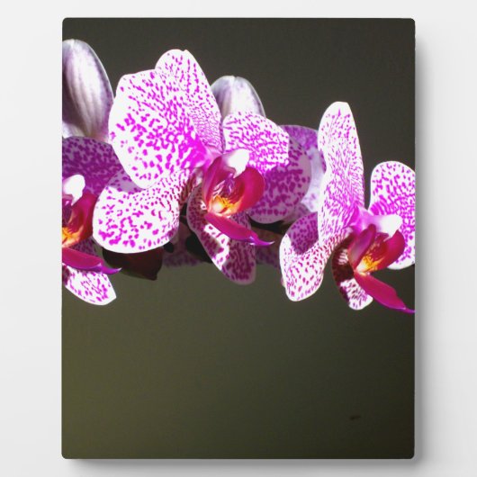 Elegante roze bloemen tropische roze orchideeën fotoplaat (Voorkant)