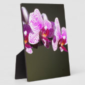 Elegante roze bloemen tropische roze orchideeën fotoplaat (Zijkant)