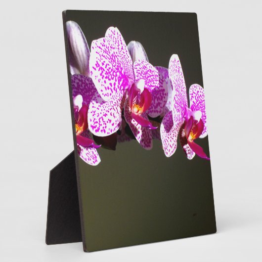 Elegante roze bloemen tropische roze orchideeën fotoplaat (Zijkant)