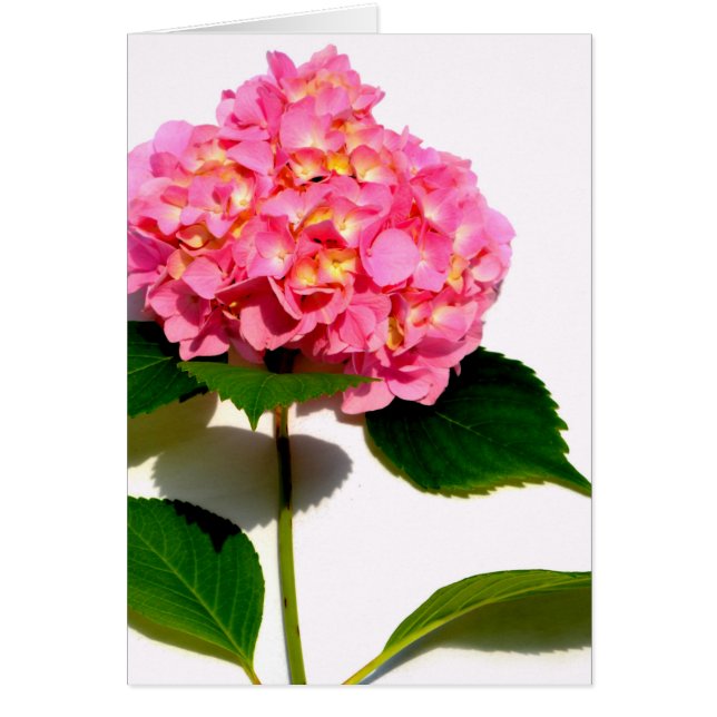 Elegante roze bloemenroze hortensia (Voorkant)