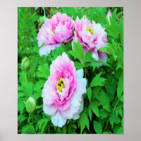 Elegante Roze Boom Pioen Bloemen met Gele Hart