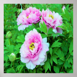 Elegante Roze Boom Pioen Bloemen met Gele Kern Poster