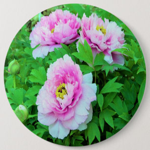 Elegante Roze Boom Pioen Bloemen met Gele Kern Ronde Button 6,0 Cm