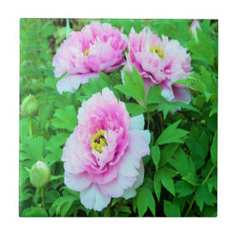 Elegante Roze Boom Pioen Bloemen met Gele Kern Tegeltje
