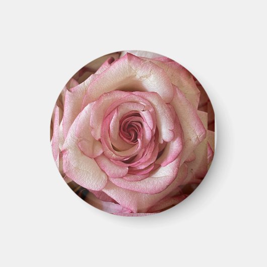 Elegante Roze Getipte Witte Roos Ronde Magneet (Voorkant)
