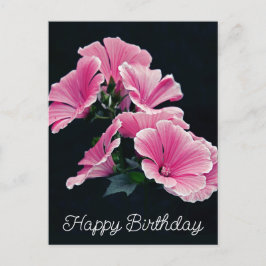 Elegante Roze Hollyhock Kaasjeskruid Malva Bloem Briefkaart