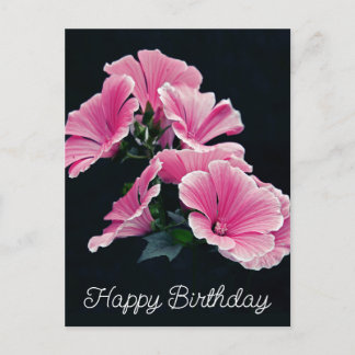 Elegante Roze Hollyhock Kaasjeskruid Malva Bloem Briefkaart