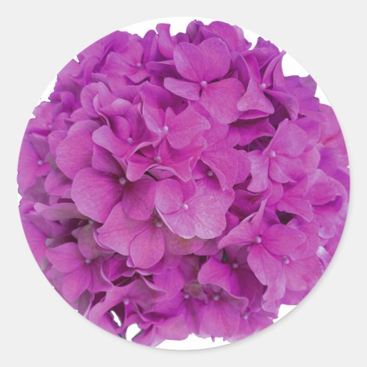 Elegante roze magenta floral hortensia rozen ronde sticker (Voorkant)