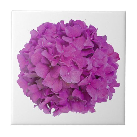 Elegante roze magenta floral hortensia rozen tegeltje (Voorkant)