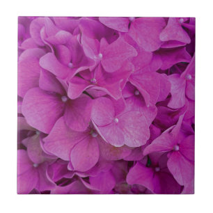 Elegante roze magenta floral hortensia rozen tegeltje