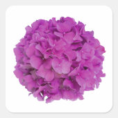 Elegante roze magenta floral hortensia rozen vierkante sticker (Voorkant)