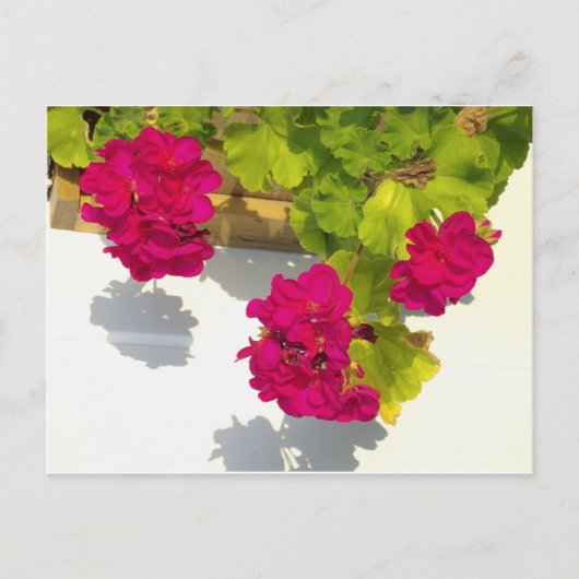 Elegante roze magenta rode bloemen briefkaart (Voorkant)