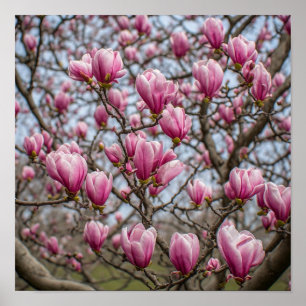 Elegante Roze Magnolia Bloesems Poster