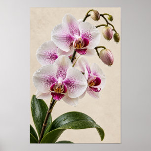 Elegante Roze Orchidee Bloemstuk Muur Kunst – Bota Poster